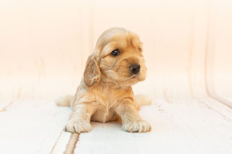 Puppy Yoga και Pilates: Η viral εμπειρία με κουτάβια που ήρθε και στην Ελλάδα